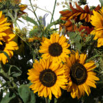 Erntedankfest (abgesagt!)